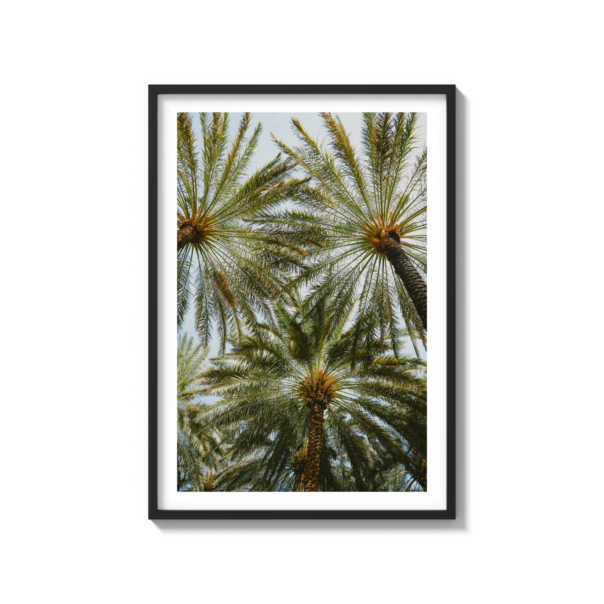 Book of Palms