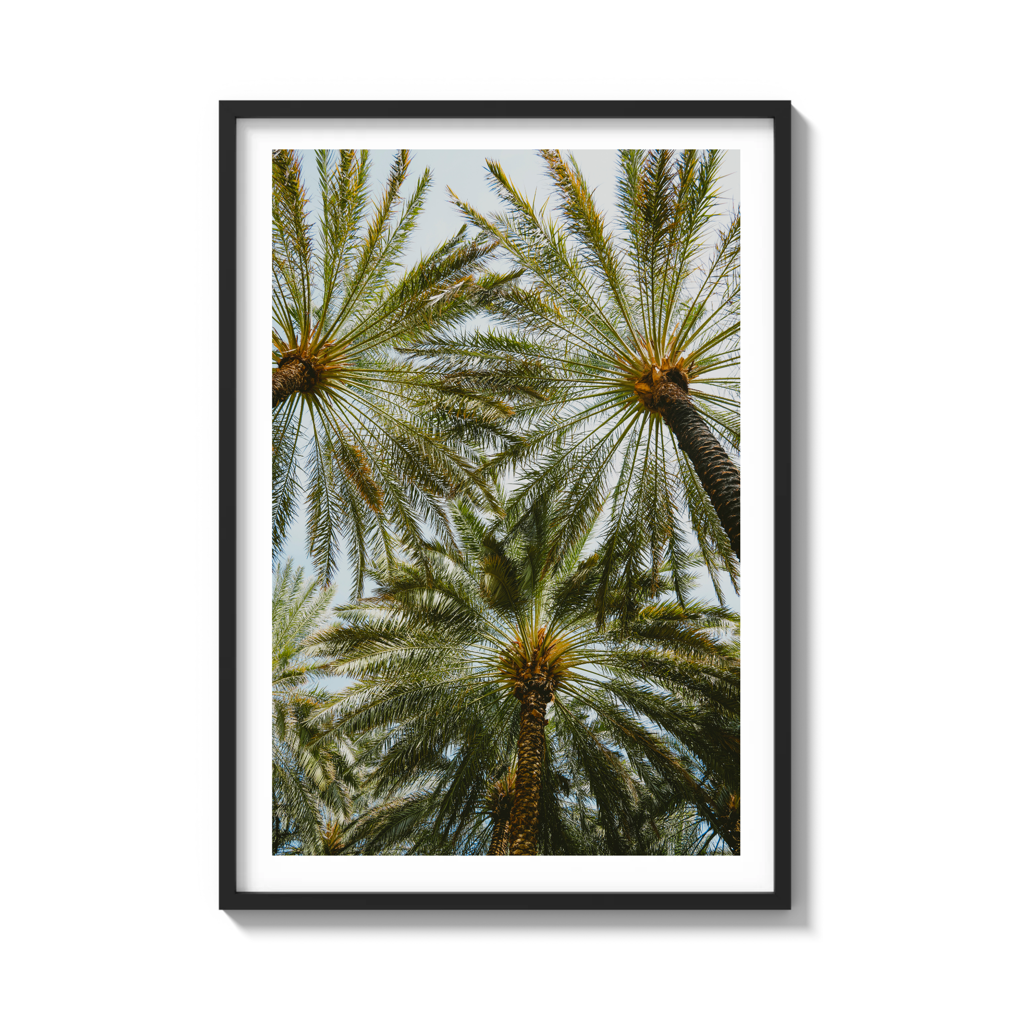Book of Palms
