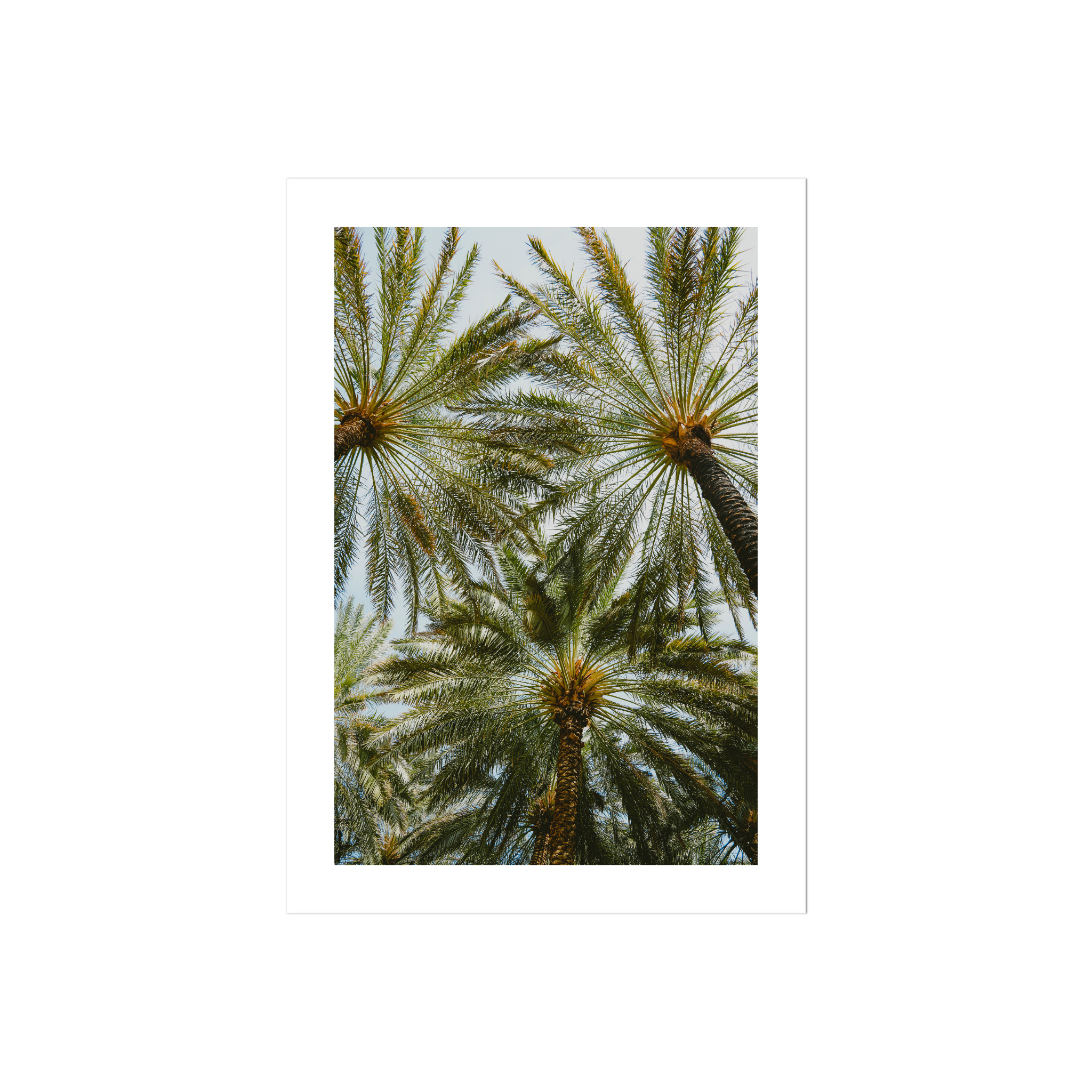 Book of Palms