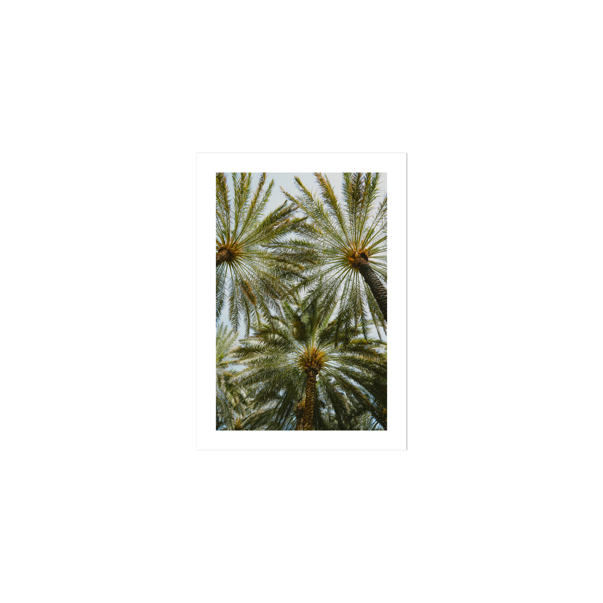 Book of Palms