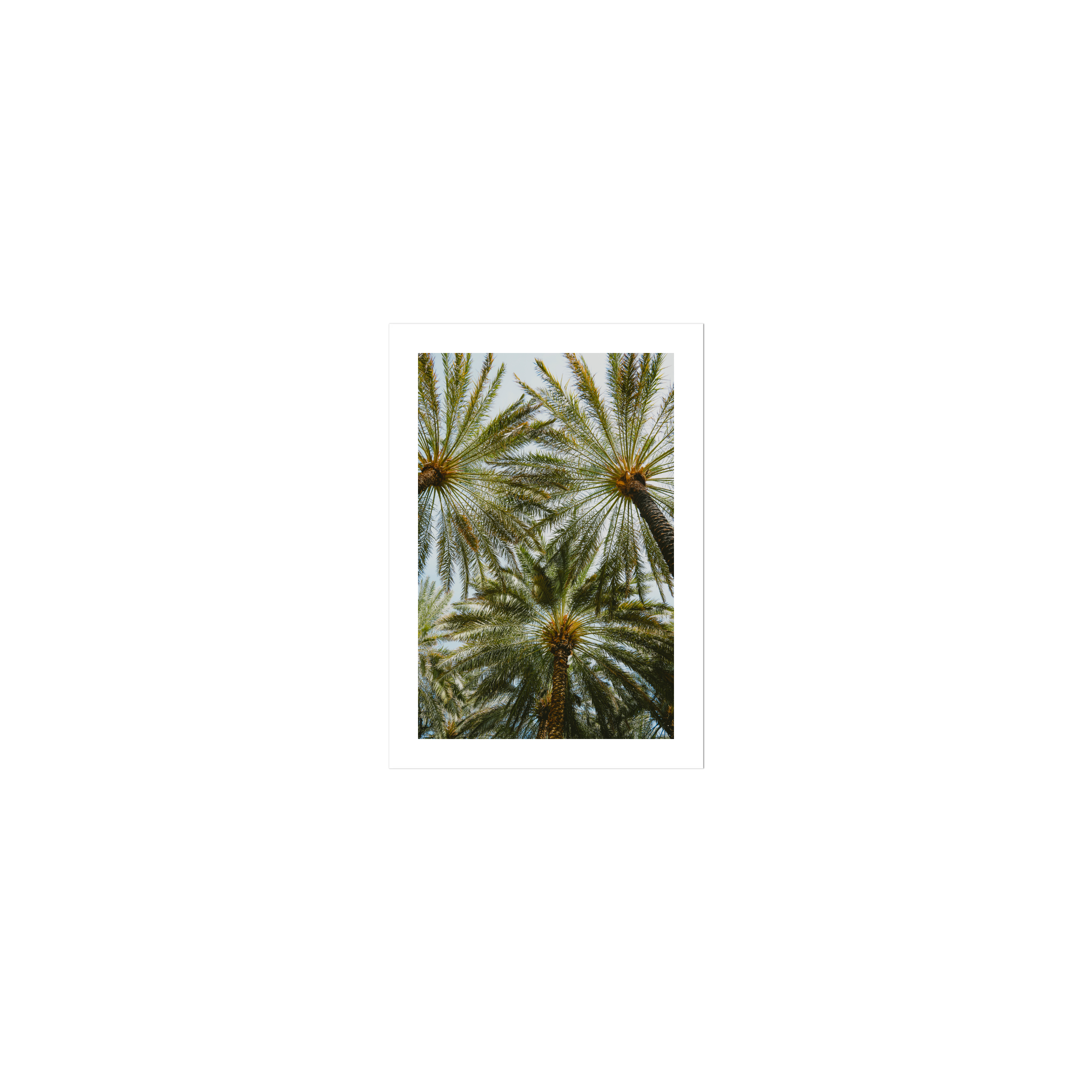 Book of Palms