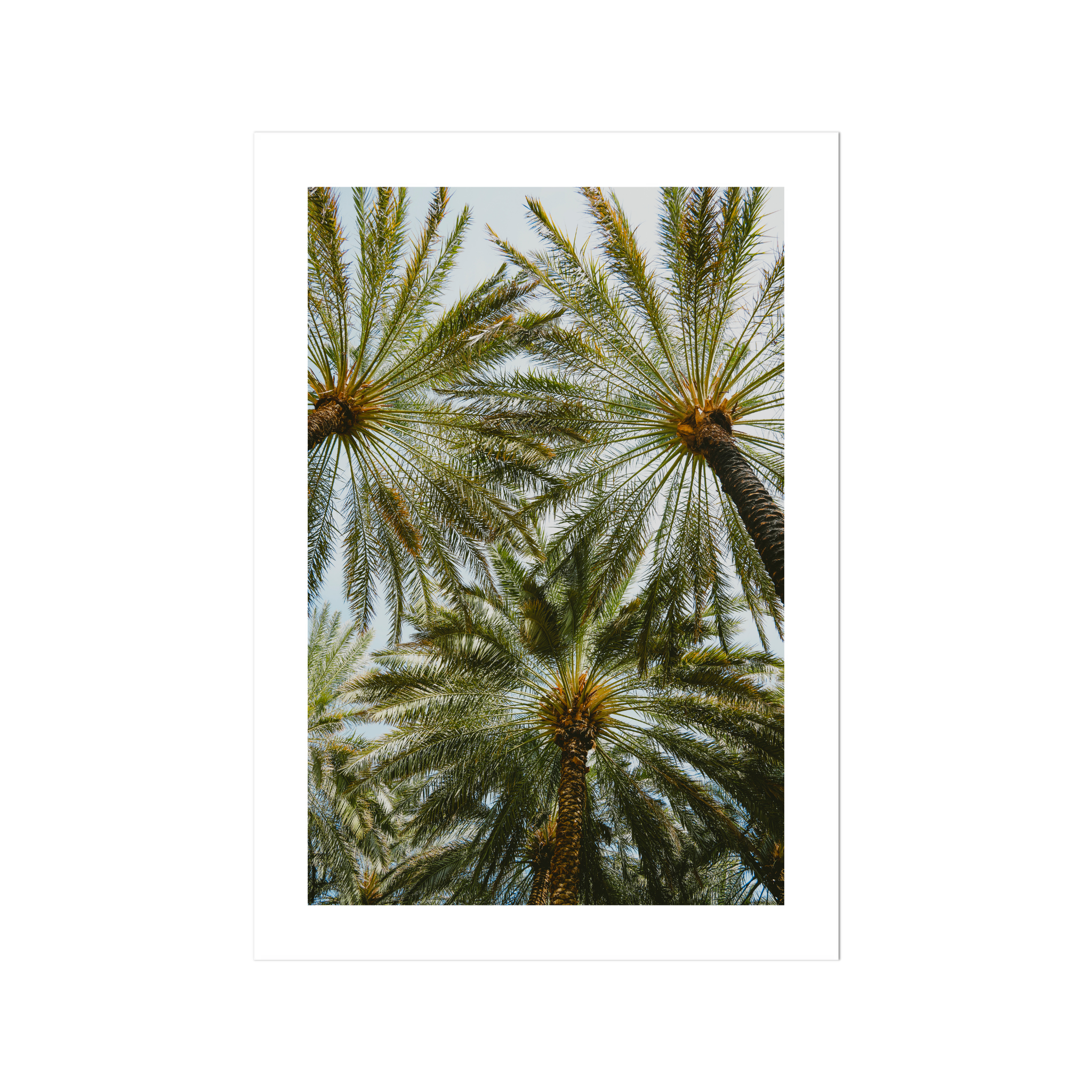 Book of Palms