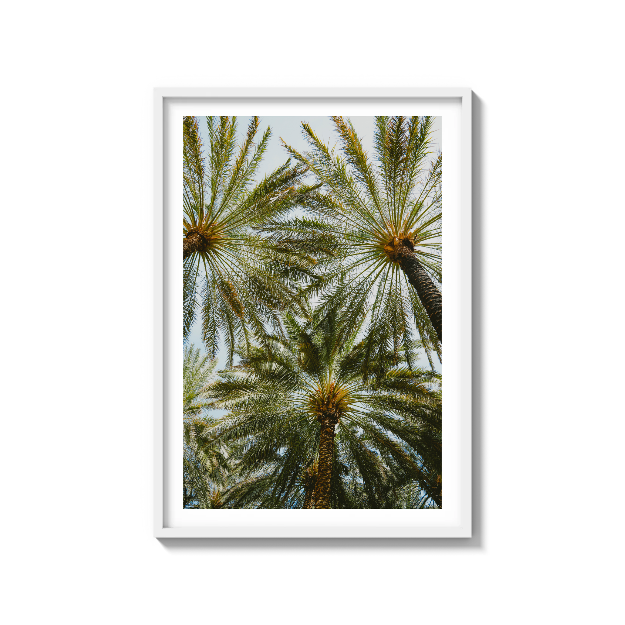 Book of Palms