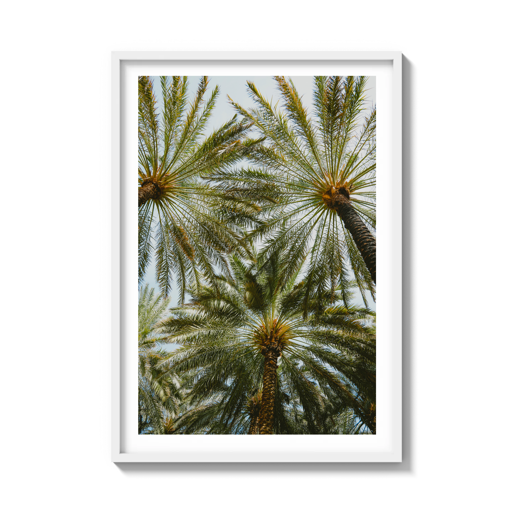 Book of Palms